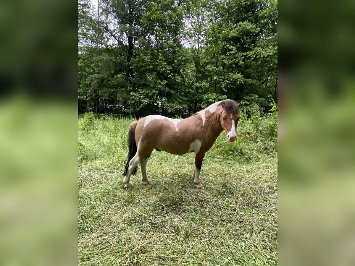 Welsh A (Mountain Pony) Mix Stallion 7 years 11,1 hh Pinto in Brilon Welsh A (Mountain Pony) Mix Stallion 7 years 11,1 hh Pinto in Brilon