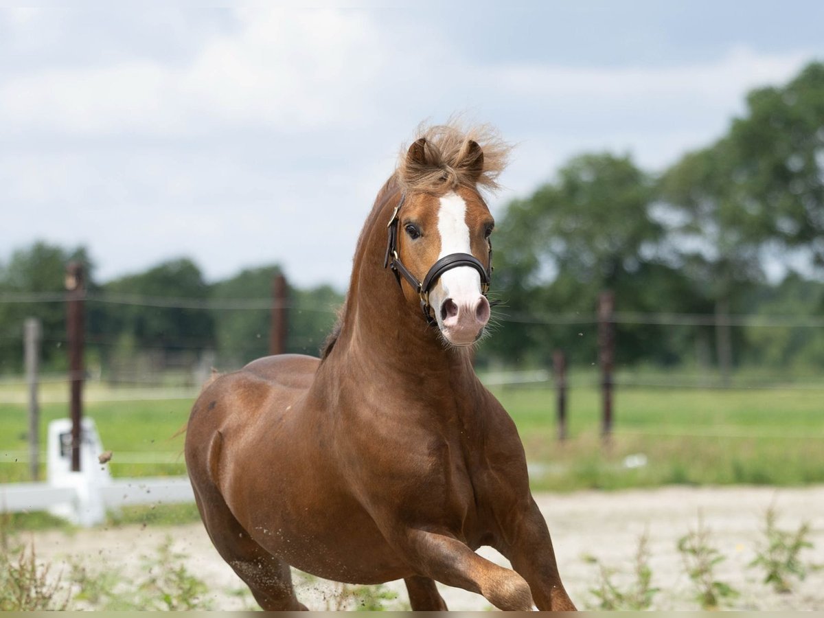 Welsh A (Mountain Pony) Stallion Chestnut-Red in Hollandscheveld