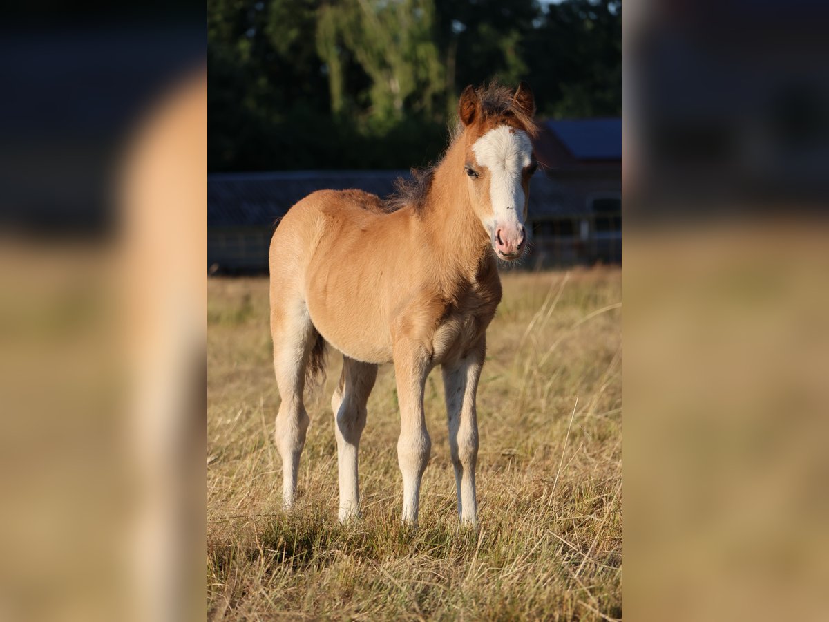 Welsh A (Mountain Pony) Stallion Foal (05/2025) 11,2 hh Brown in Kessel