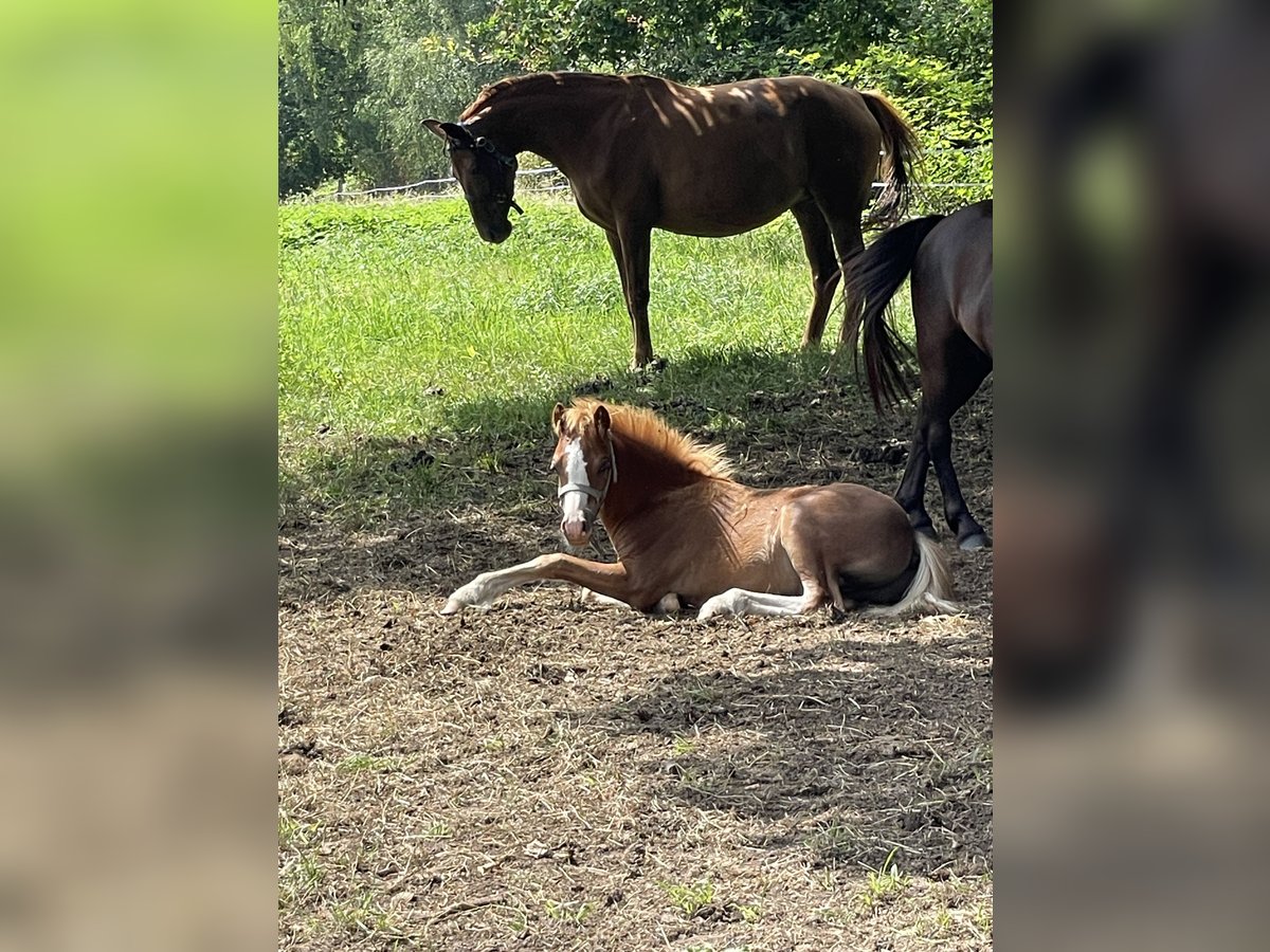Welsh A (Mountain Pony) Stallion Foal (03/2025) 11,2 hh Chestnut-Red in Bissendorf