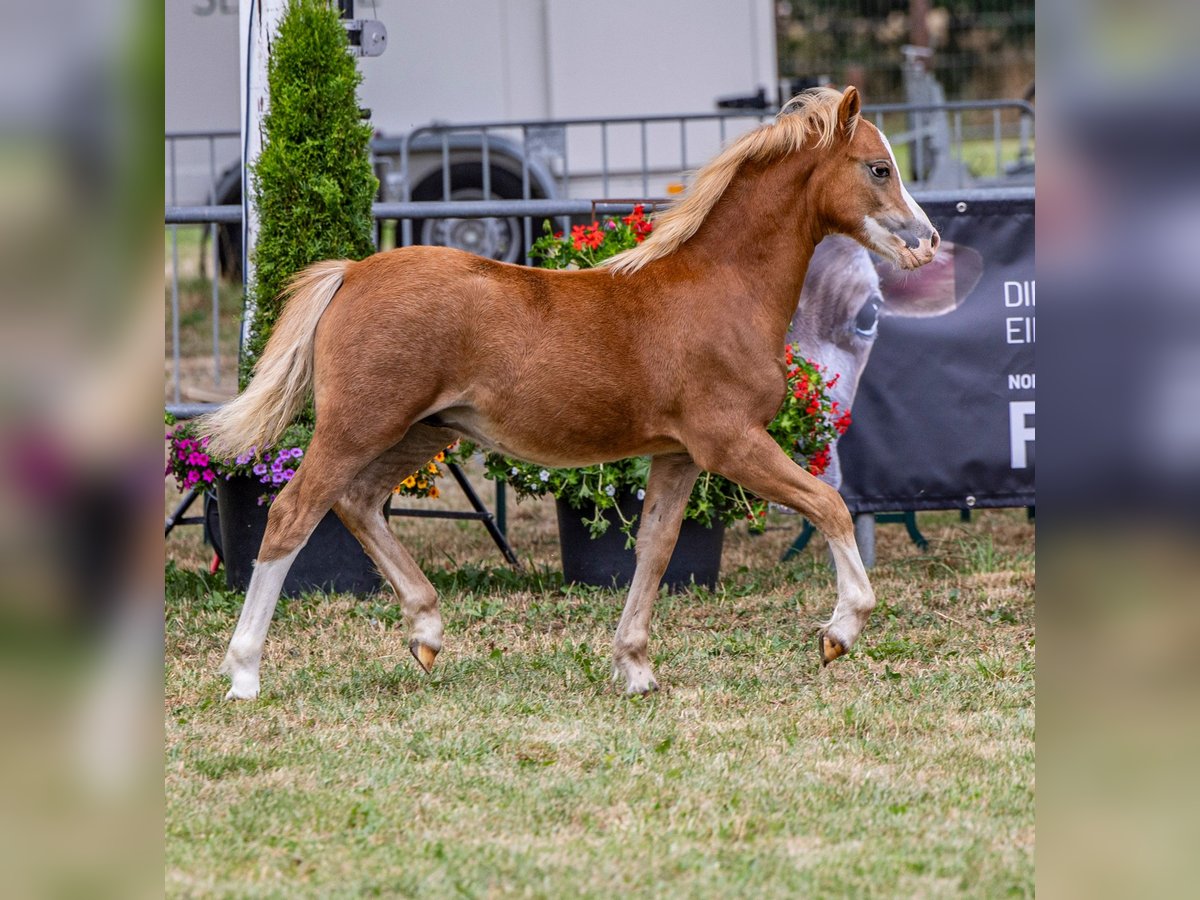 Welsh A (Mountain Pony) Stallion Foal (04/2025) 11,2 hh Chestnut-Red in Wietmarschen