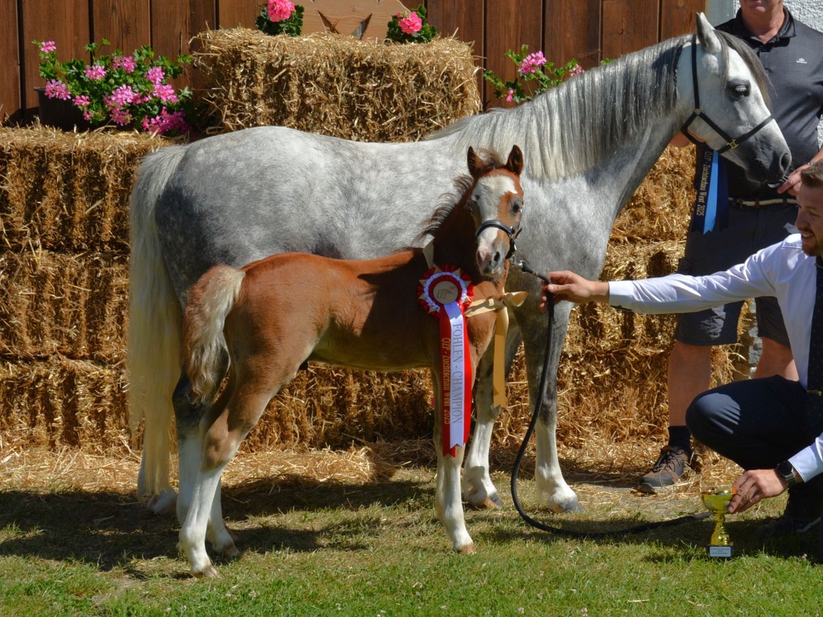 Welsh A (Mountain Pony) Stallion Foal (05/2025) 11,2 hh Gray in Kirchdorf in Tirol