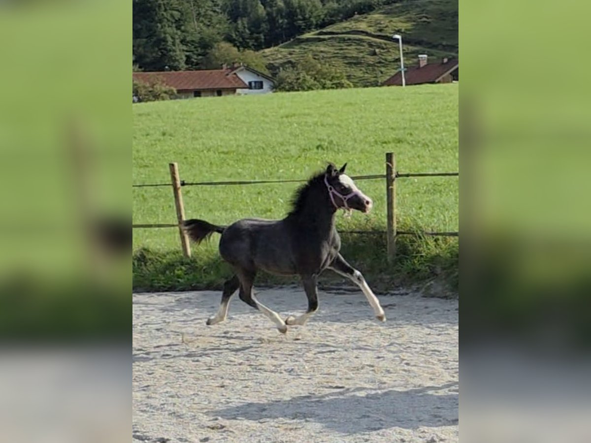 Welsh A (Mountain Pony) Stallion Foal (05/2025) 11,2 hh Grey in Kiefersfelden