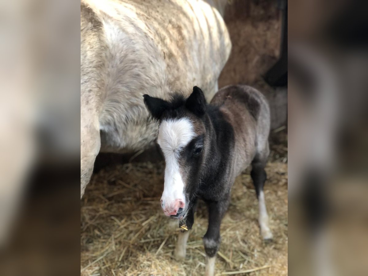 Welsh A (Mountain Pony) Stallion 12 hh Gray in Atzesberg Welsh A (Mountain Pony) Stallion 12 hh Gray in Atzesberg