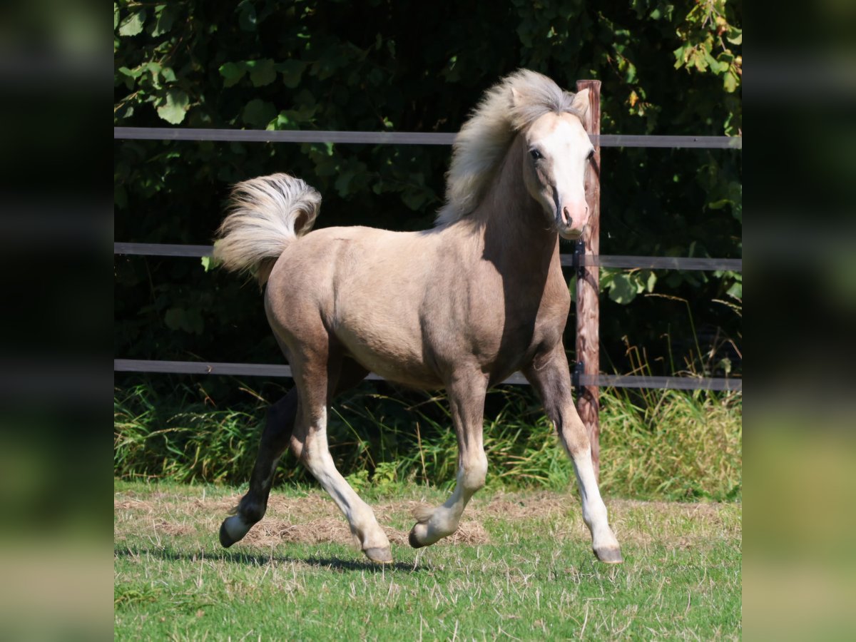 Welsh A (Mountain Pony) Stallion Foal (03/2025) Grey in Ten Boer