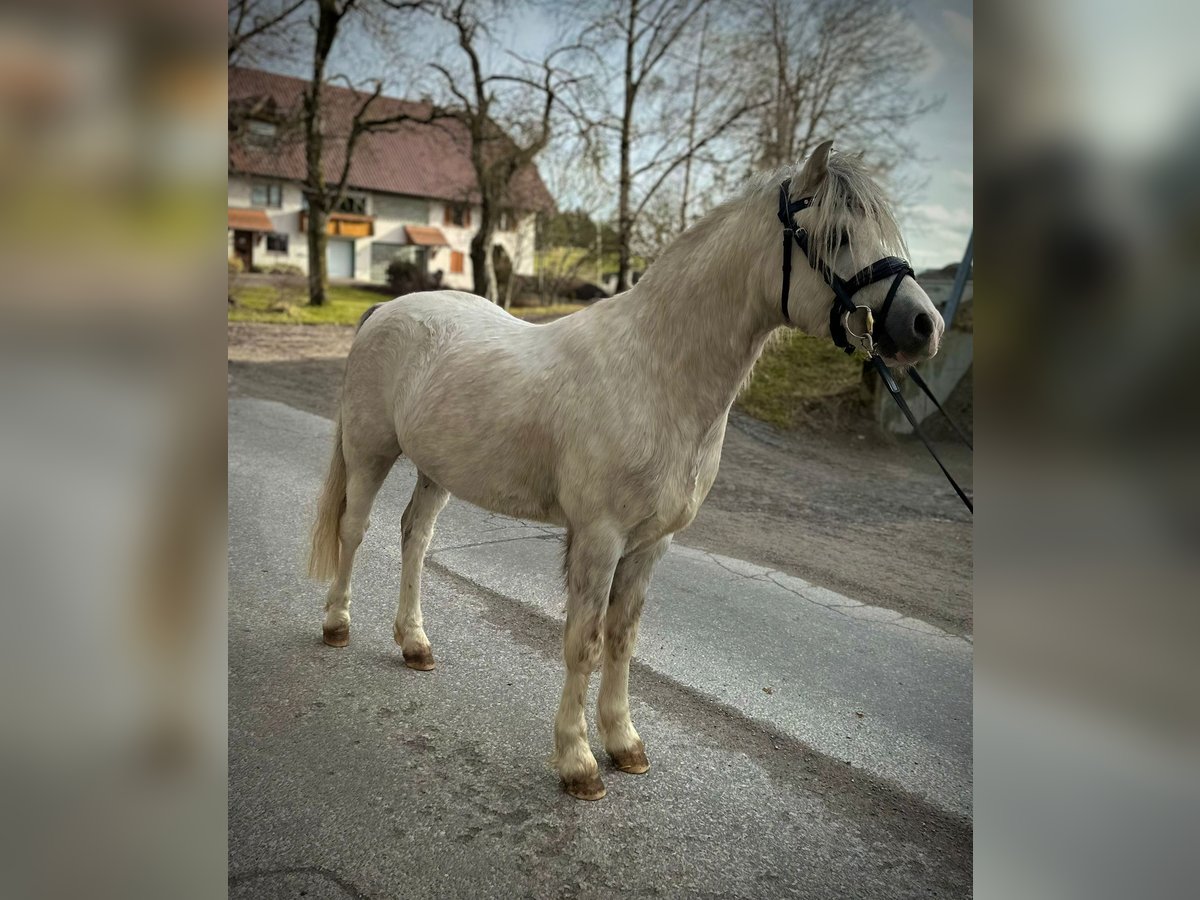 Welsh A (Mountain Pony) Stallion Grey in Dunningen