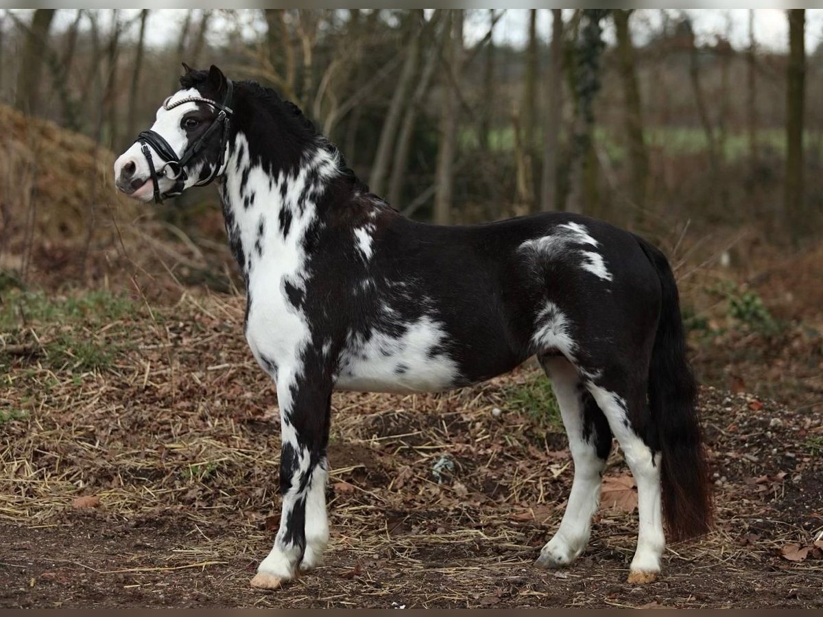 Welsh A (Mountain Pony) Stallion in Hengelo (Gld)