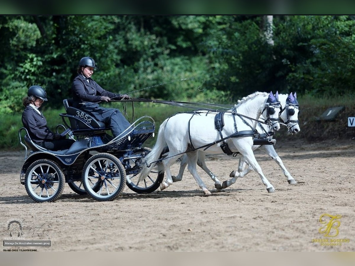 Welsh-A Ruin 12 Jaar 121 cm Schimmel in Opende