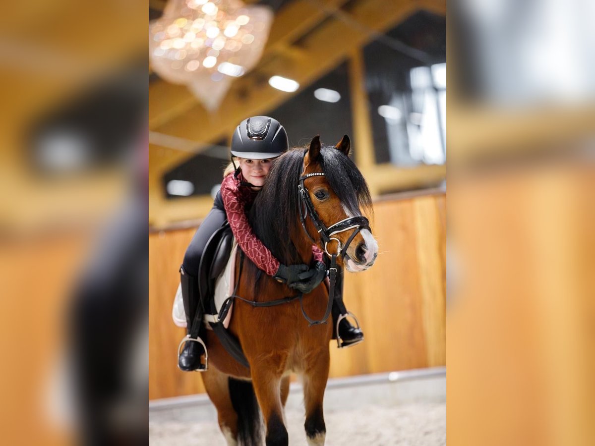 Welsh-A Ruin 4 Jaar 117 cm Bruin in Groningen