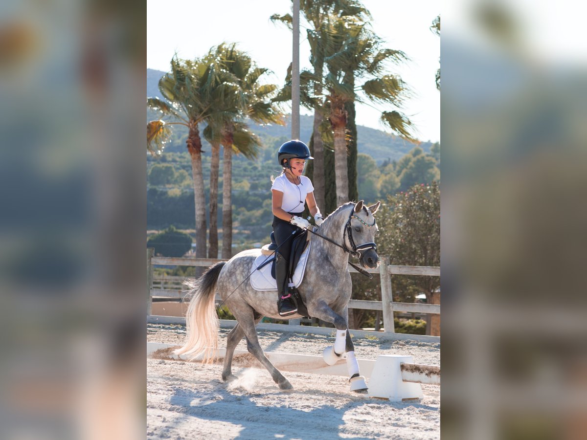 Welsh-A Ruin 4 Jaar 123 cm Schimmel in Alicante