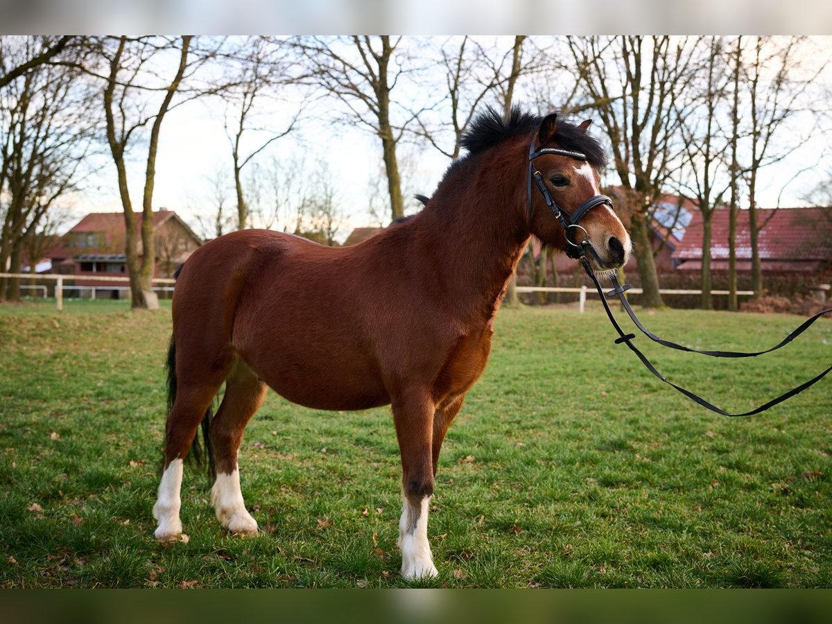 Welsh-A Ruin 7 Jaar 126 cm Bruin in Brome