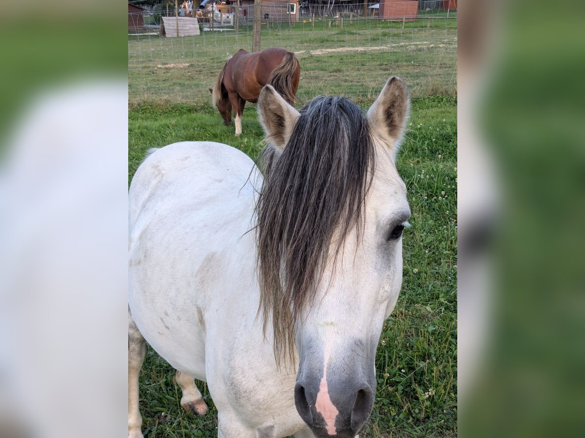 Welsh-A Stallone 10 Anni 115 cm Grigio in Wehrheim