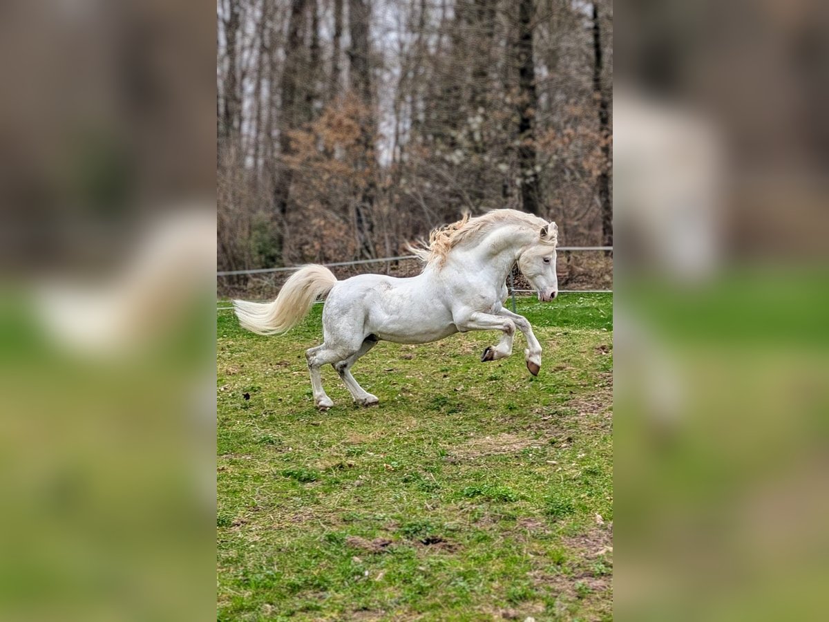 Welsh-A Stallone 10 Anni 122 cm Grigio in Straubenhardt
