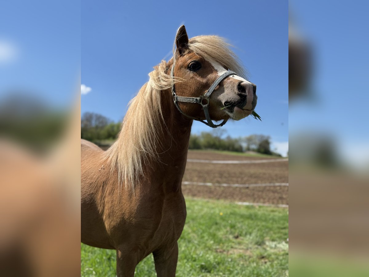 Welsh-A Stallone 3 Anni 115 cm Sauro in Ulrichstein