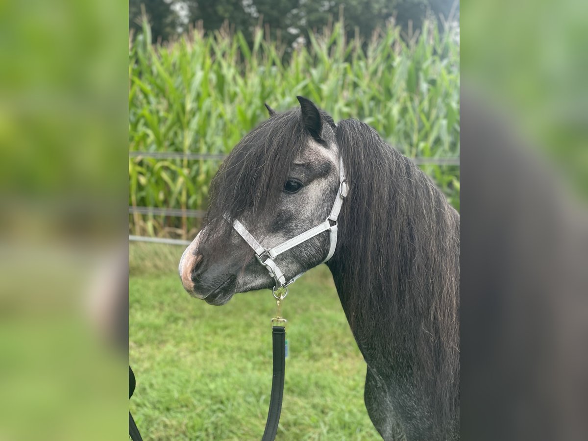 Welsh-A Stallone 3 Anni 120 cm Grigio ferro in Hellendoorn