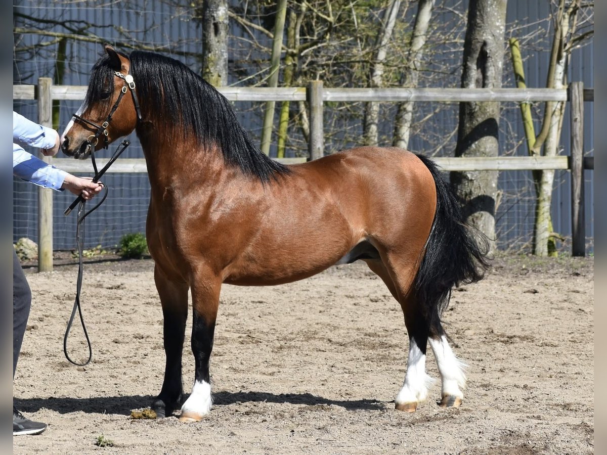 Welsh-A Stallone 4 Anni 117 cm Baio in Easterein