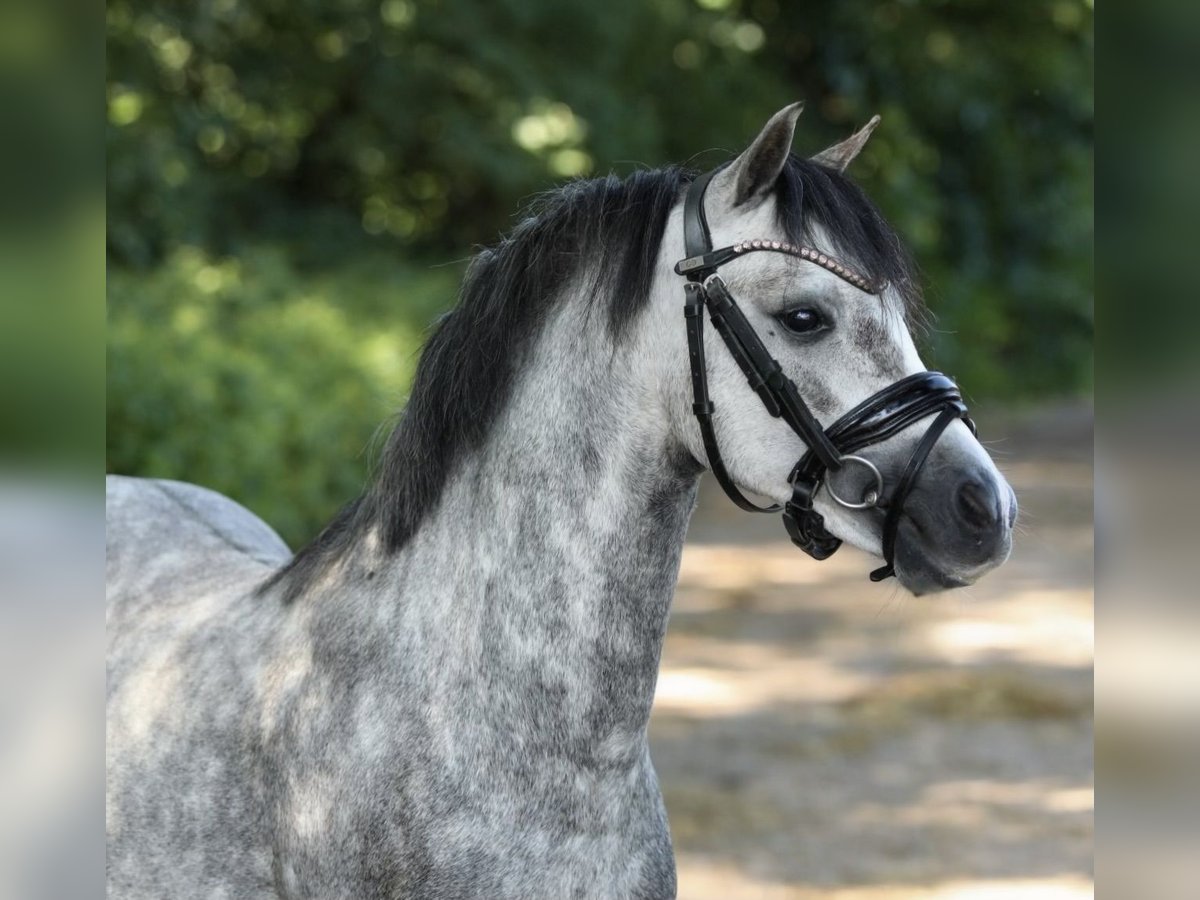 Welsh-A Stallone 4 Anni 118 cm Grigio pezzato in Aalten