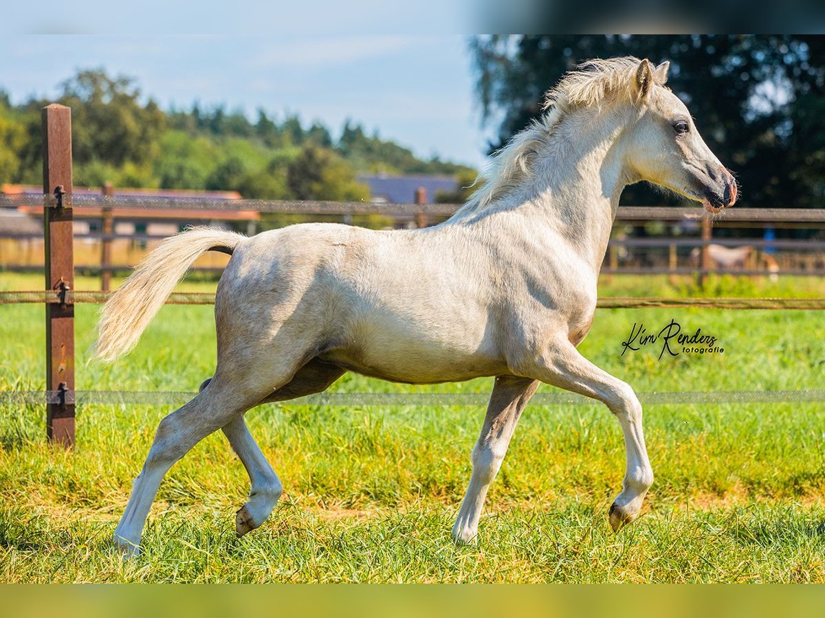 Welsh-A Stallone Puledri (04/2024) 120 cm Grigio in Kessel