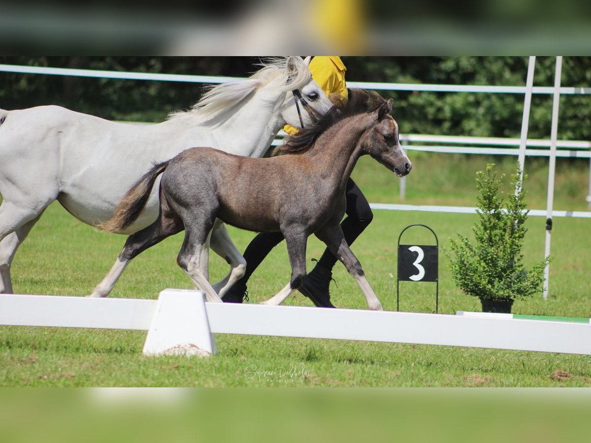Welsh-A Stallone Puledri (04/2025) in Neuenkirchen