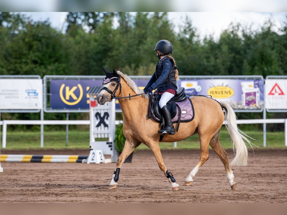 Welsh-A Stute 10 Jahre 127 cm Palomino in Grobi&#x146;a