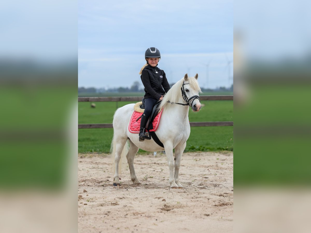 Welsh-A Stute 11 Jahre 116 cm in Groningen