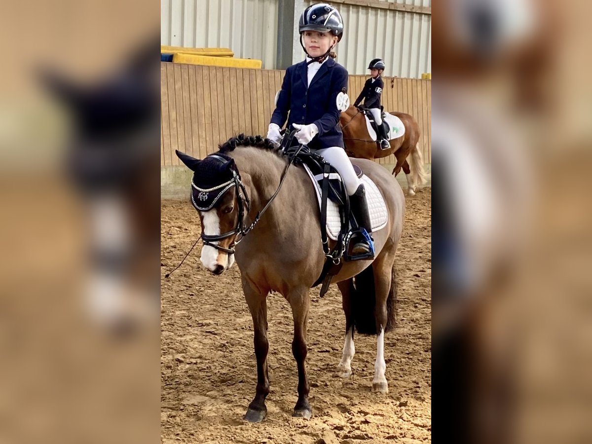 Welsh-A Stute 11 Jahre 120 cm Brauner in Ritterhude