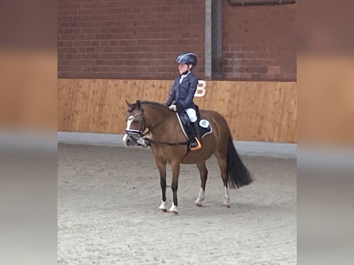 Welsh-A Stute 11 Jahre 120 cm Brauner in Ankum