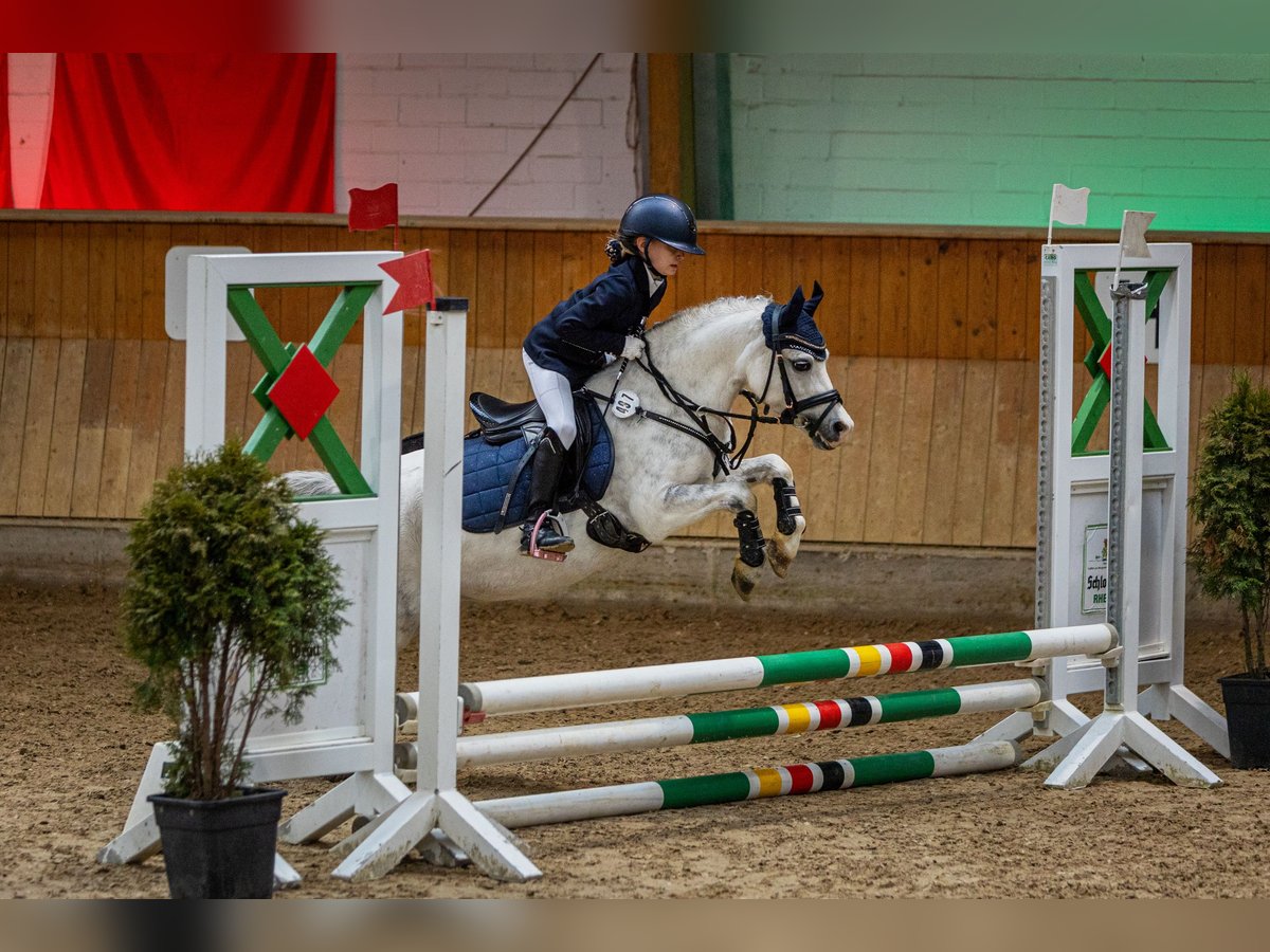 Welsh-A Stute 11 Jahre 121 cm Apfelschimmel in Steinheim