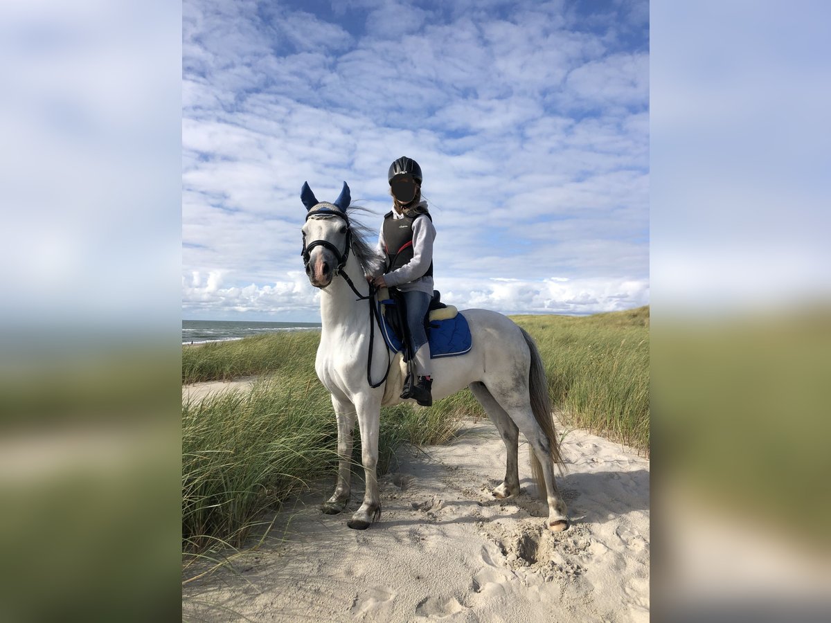 Welsh-A Stute 11 Jahre 127 cm Schimmel in K&#xFC;nzelsau