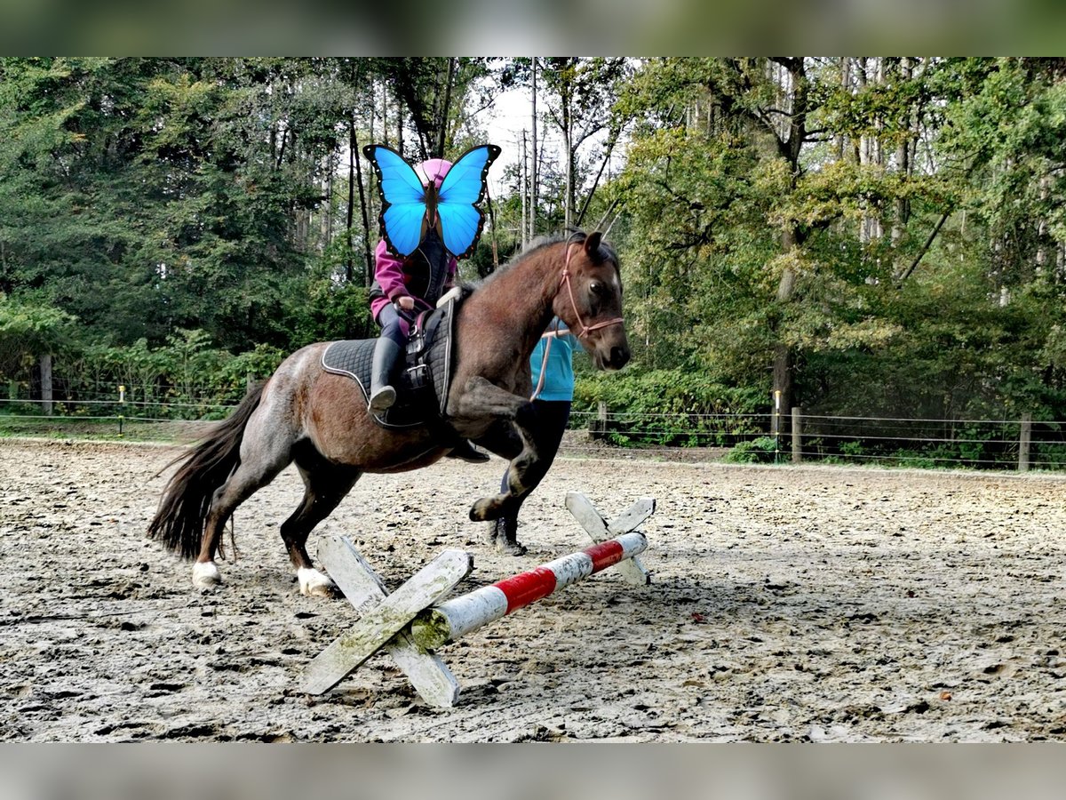 Welsh-A Mix Stute 12 Jahre 111 cm Roan-Bay in Lienen