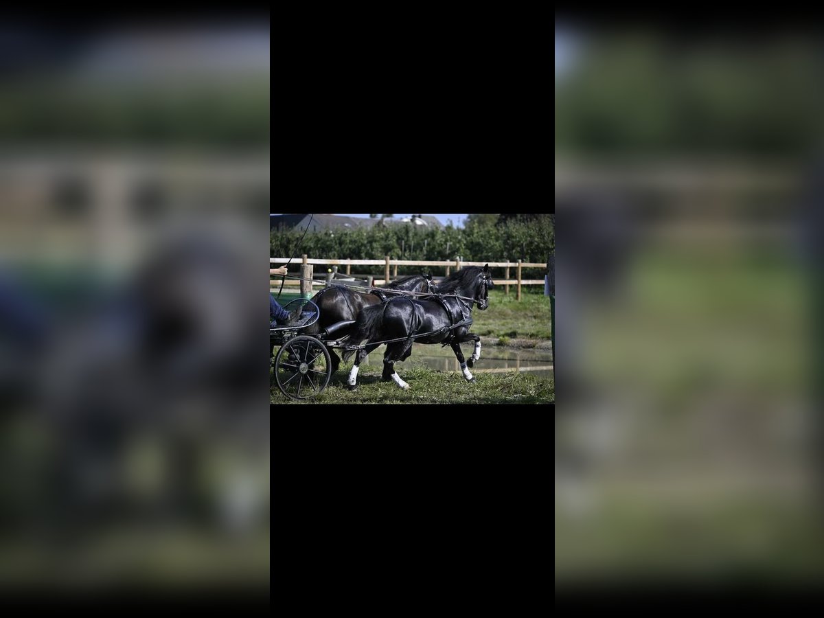 Welsh-A Stute 12 Jahre 120 cm Rappe in Kamp