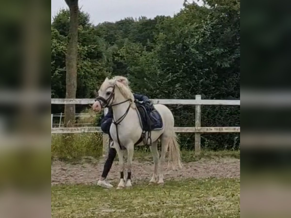 Welsh-A Stute 13 Jahre 124 cm Schimmel in Sendenhorst
