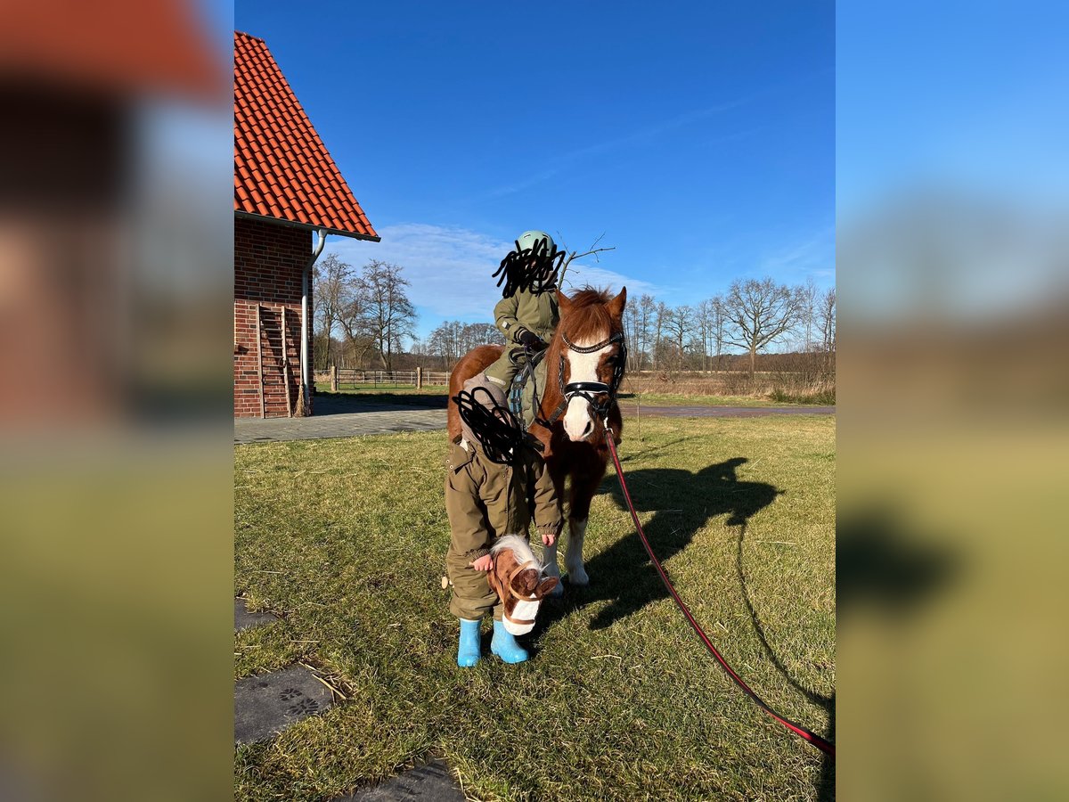 Welsh-A Stute 14 Jahre 110 cm Dunkelfuchs in Essen (Oldenburg)