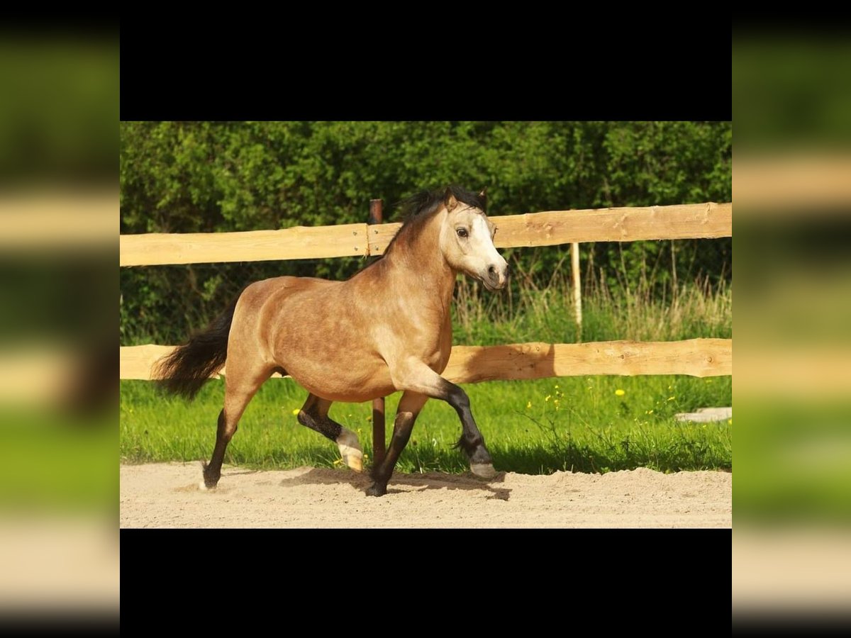 Welsh-A Stute 14 Jahre 117 cm Buckskin in Dierhagen