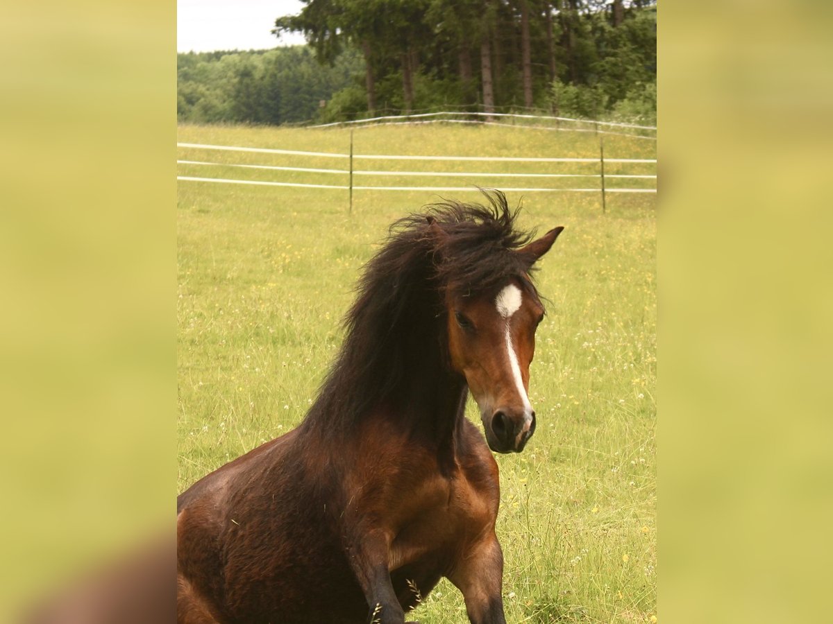 Welsh-A Stute 14 Jahre 118 cm Brauner in Hellenthal