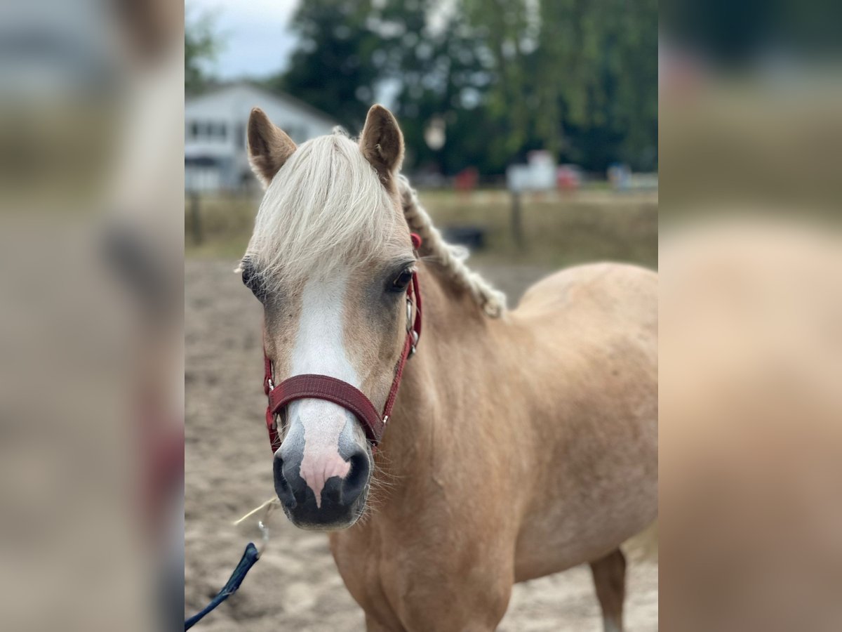 Welsh-A Stute 14 Jahre 120 cm Palomino in Waltrop