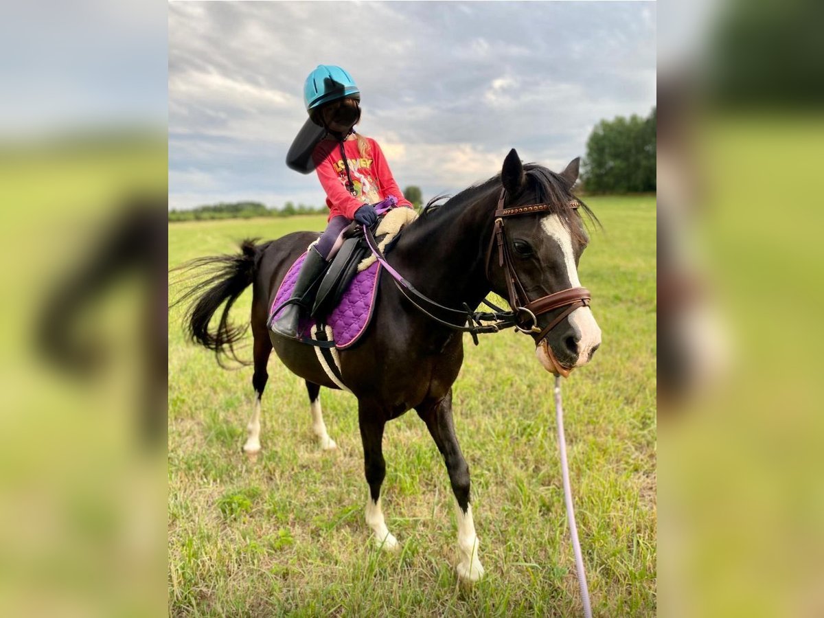 Welsh-A Stute 14 Jahre 120 cm Rappe in Nabburg