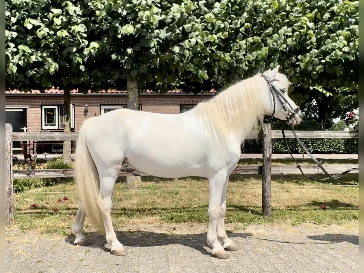 Welsh-A Stute 15 Jahre 118 cm Schimmel in Barneveld