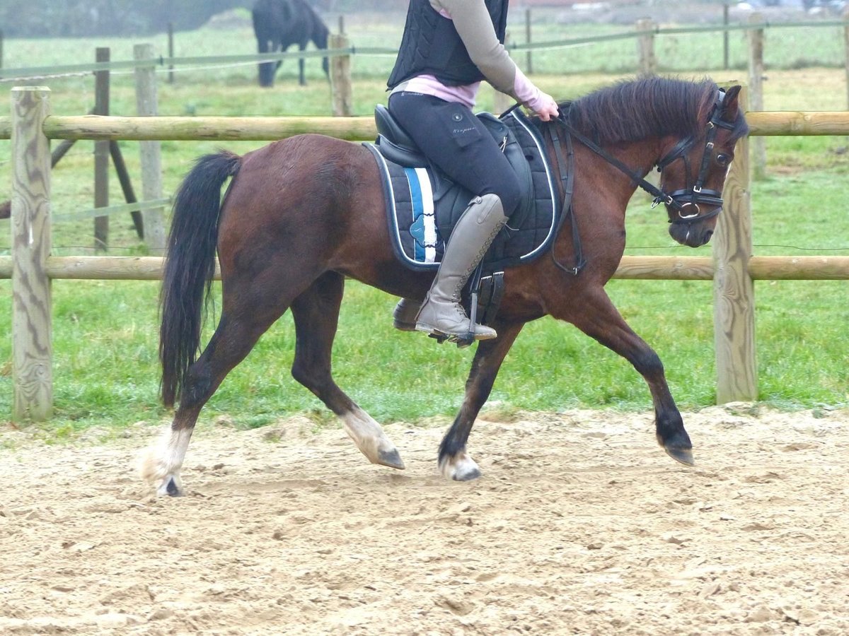 Welsh-A Stute 16 Jahre 119 cm Brauner in Wielen