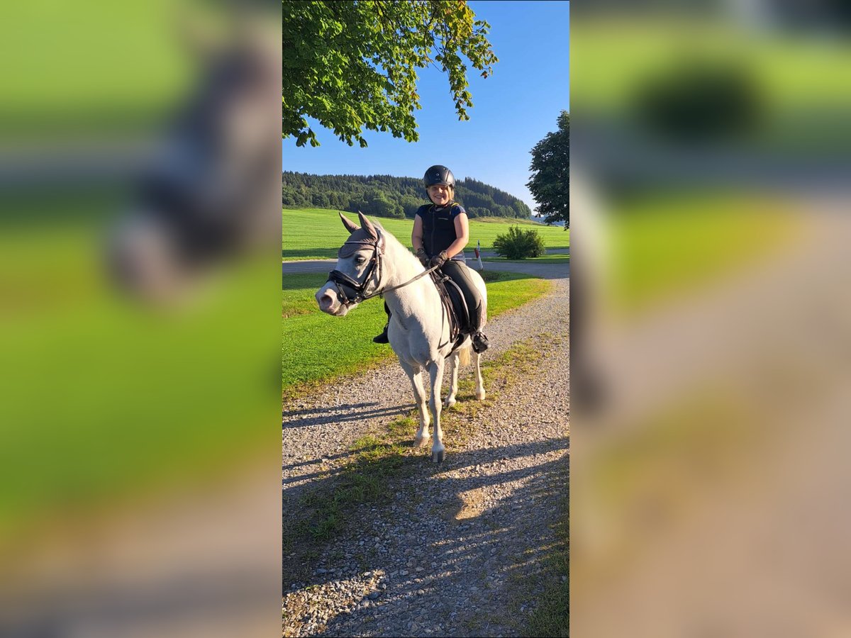 Welsh-A Stute 16 Jahre 123 cm Schimmel in Memmingen