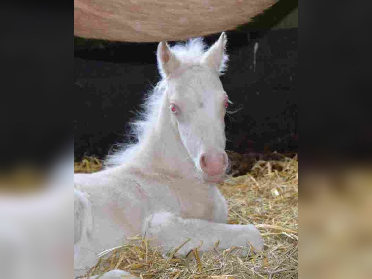 Welsh-A Stute 16 Jahre Palomino in Herzberg