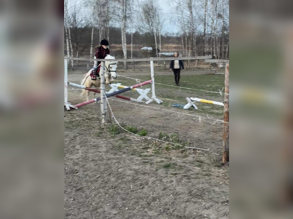 Welsh-A Stute 17 Jahre 110 cm Schimmel in Pruszk&#xF3;w