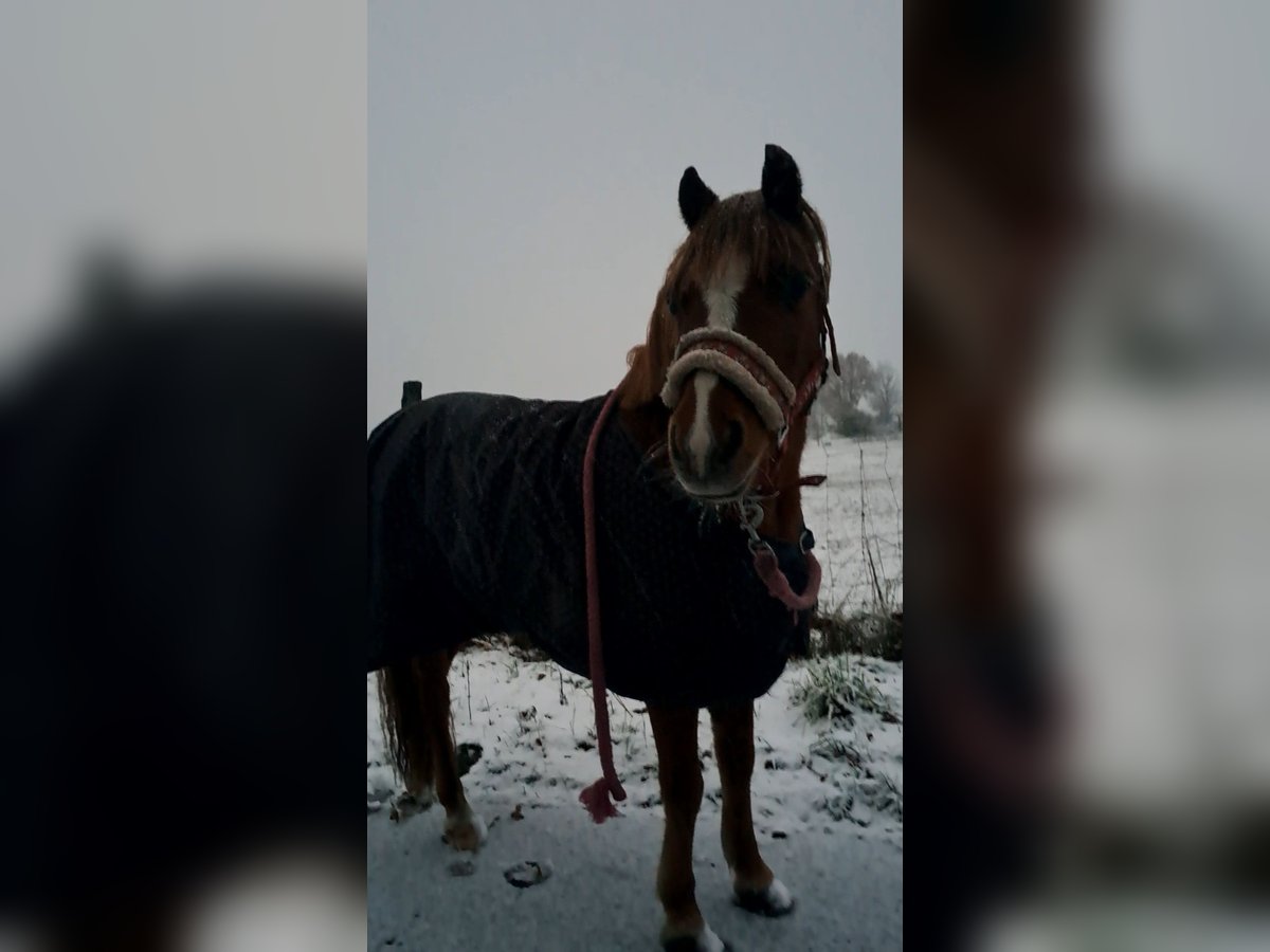 Welsh-A Stute 17 Jahre 120 cm Fuchs in Henningen