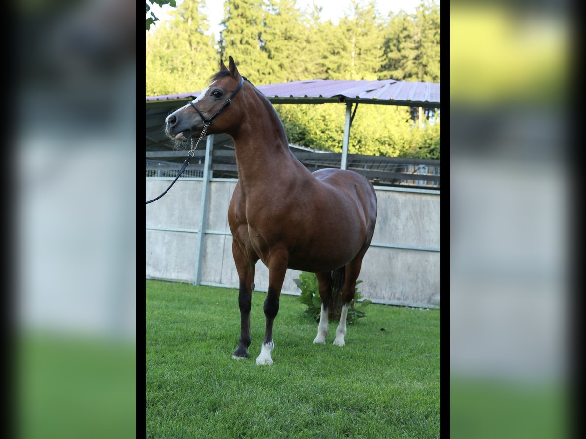 Welsh-A Stute 19 Jahre 118 cm Brauner in Leutkirch im Allg&#xE4;u