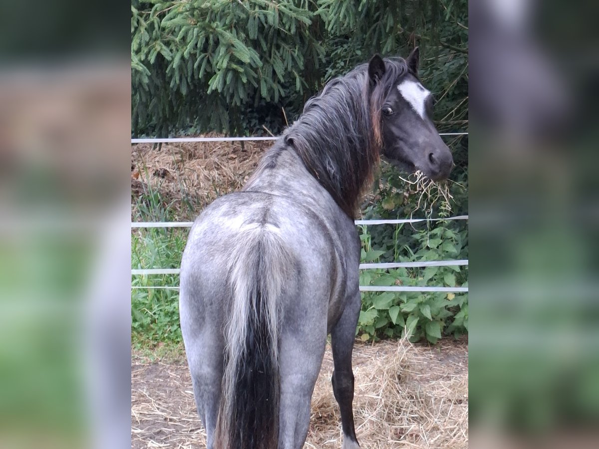 Welsh-A Stute 1 Jahr 118 cm Roan-Blue in Apen