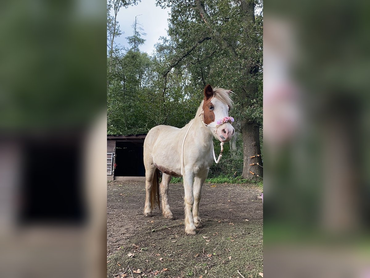 Welsh-A Mix Stute 22 Jahre 120 cm Schecke in Korschenbroich