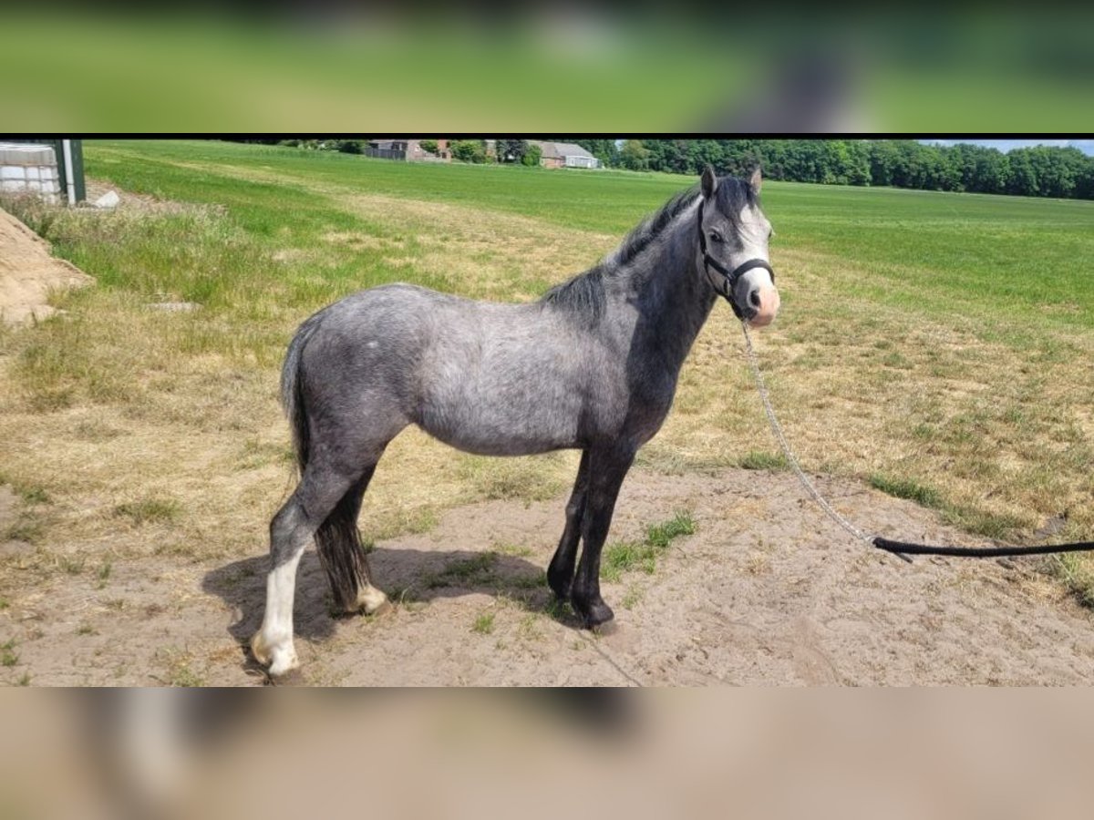 Welsh-A Stute 2 Jahre 118 cm Schimmel in Haarle