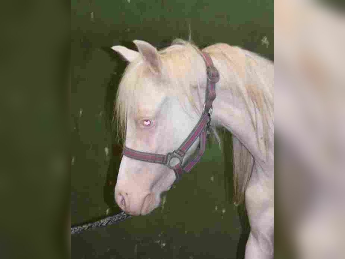 Welsh-A Stute 2 Jahre Cremello in Herzberg
