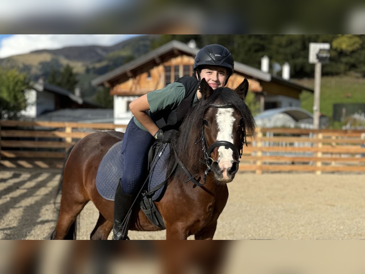 Welsh-A Stute 3 Jahre 119 cm Dunkelfuchs in Nauders