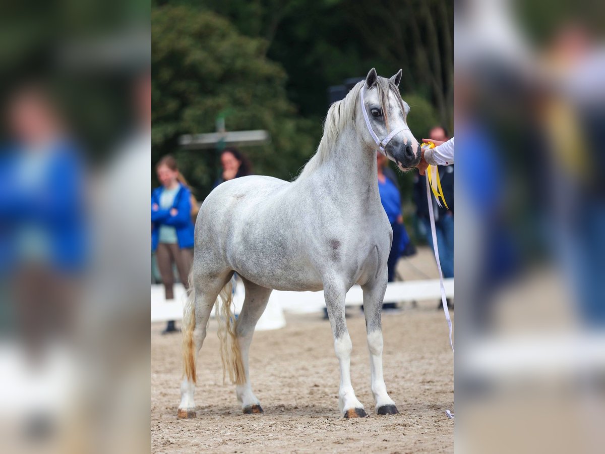 Welsh-A Stute 3 Jahre 121 cm Schimmel in Aalten